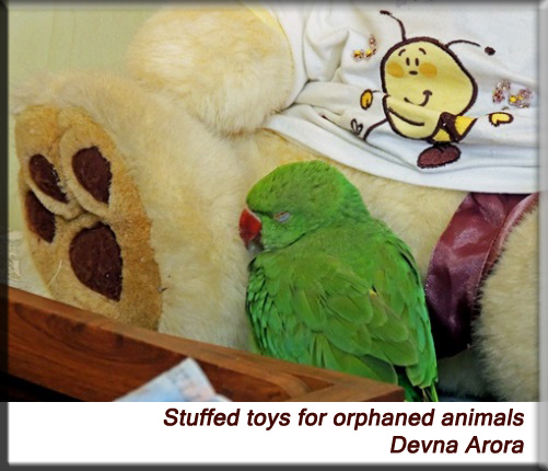 Devna Arora - Stuffed toys for wildlife orphans